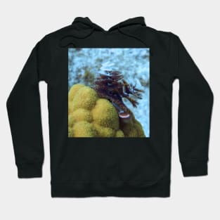 Tiger Striped Christmas Tree Worm on Coral Reef Hoodie